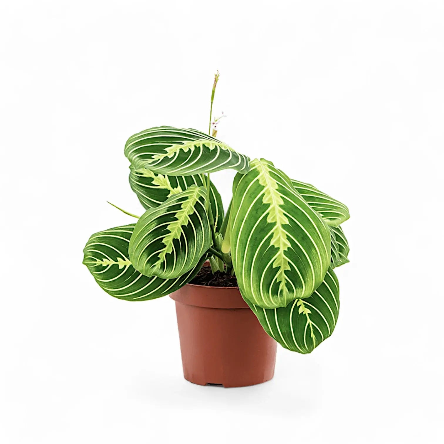 Maranta leuconeura 'Lemon Lime' potted plant in nursery pot on white background.