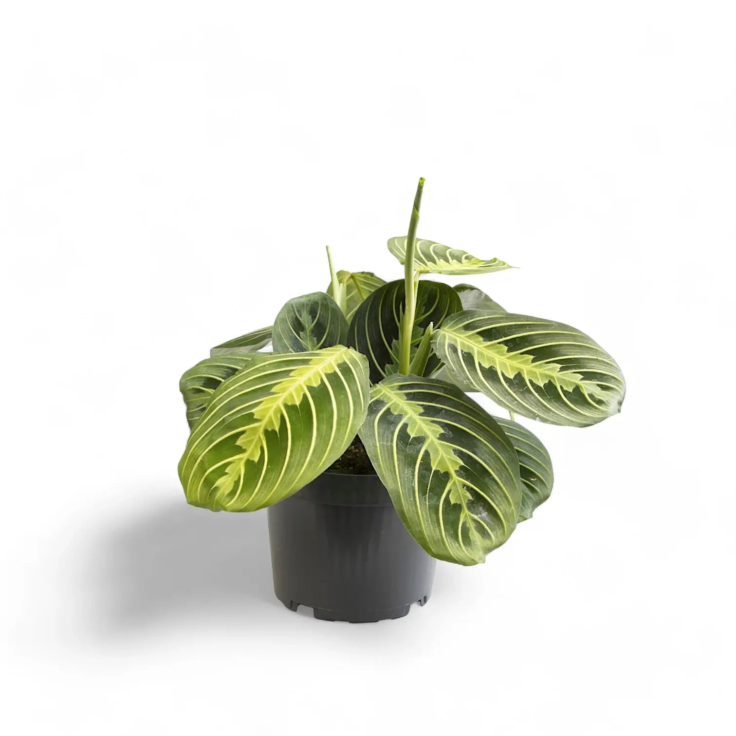 Maranta leuconeura 'Lemon Lime' potted plant in nursery pot on white background.