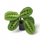Maranta leuconeura 'Lemon Lime' potted plant in nursery pot on white background.