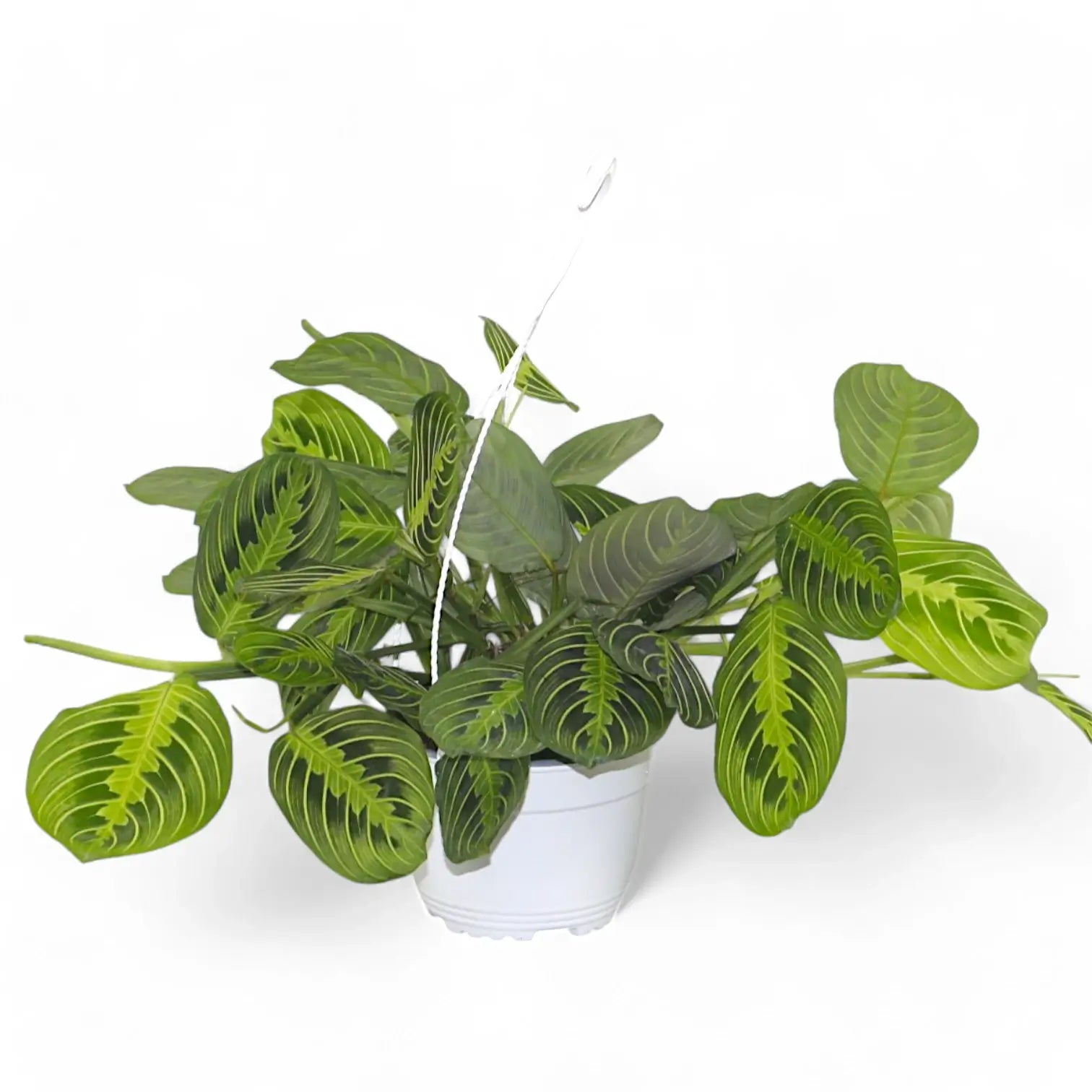Maranta leuconeura 'Lemon Lime' potted plant in nursery pot on white background.