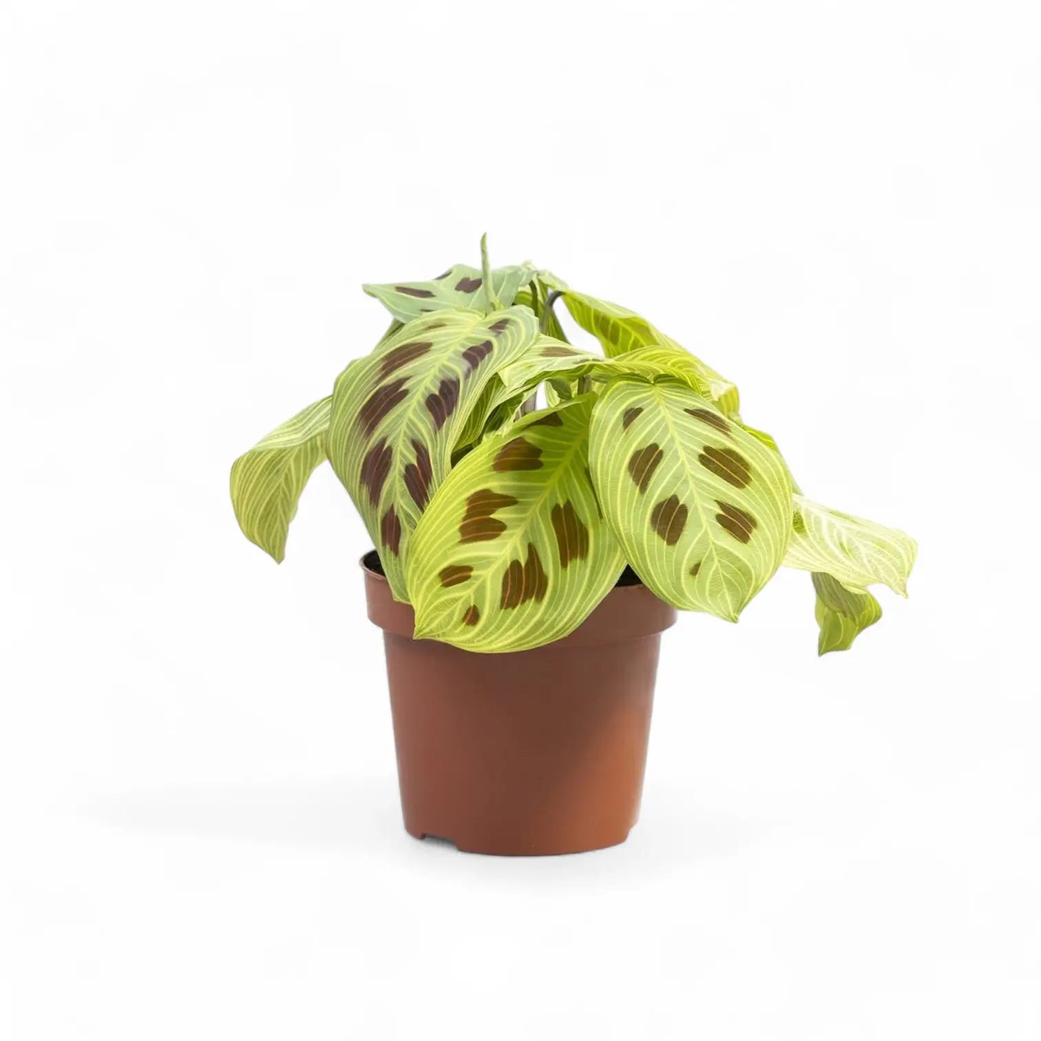 Maranta leuconeura 'Light Veins' ('Fantasy') potted plant in nursery pot on white background.