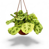 Maranta leuconeura 'Light Veins' ('Fantasy') potted plant in nursery pot on white background.