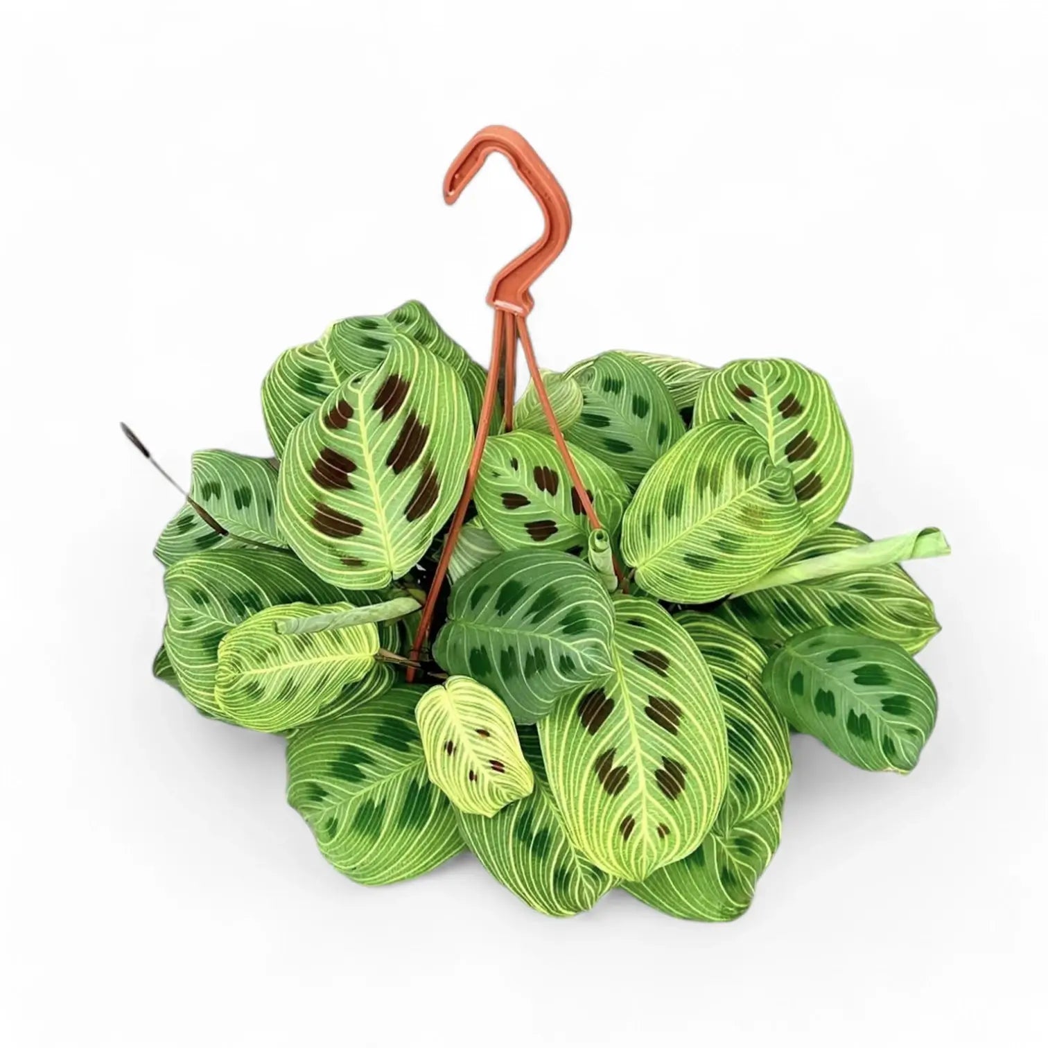 Maranta leuconeura 'Light Veins' ('Fantasy') potted plant in nursery pot on white background.