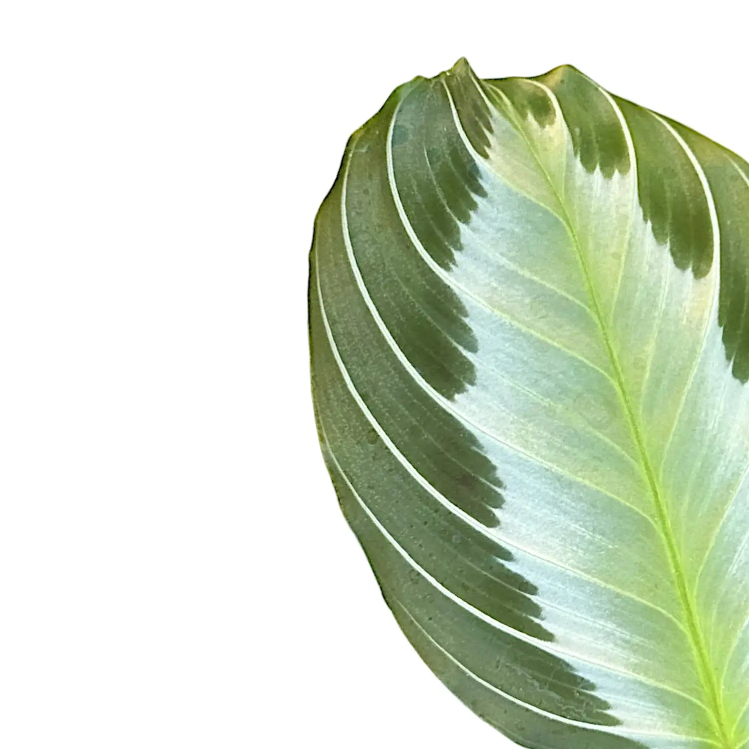 Nahaufnahme von Maranta leuconeura 'Silver Band' ('Exclusive grey') vor weißem Hintergrund.
