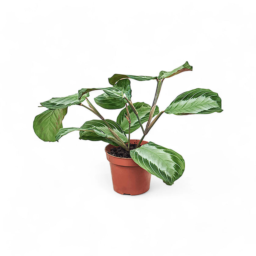Maranta leuconeura 'Silver Band' (Exclusive grey') potted plant in nursery pot on white background.