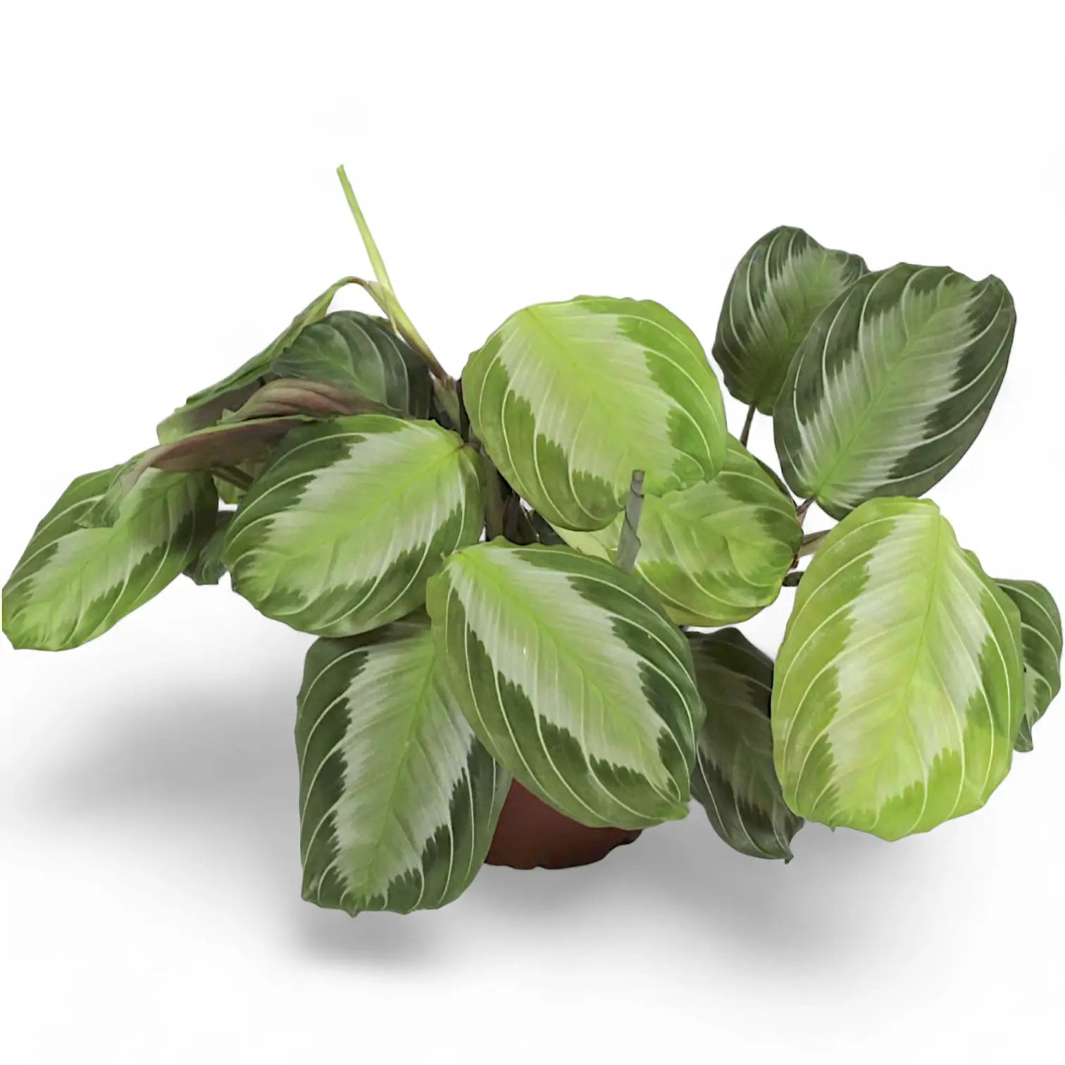 Maranta leuconeura 'Silver Band' (Exclusive grey') potted plant in nursery pot on white background.
