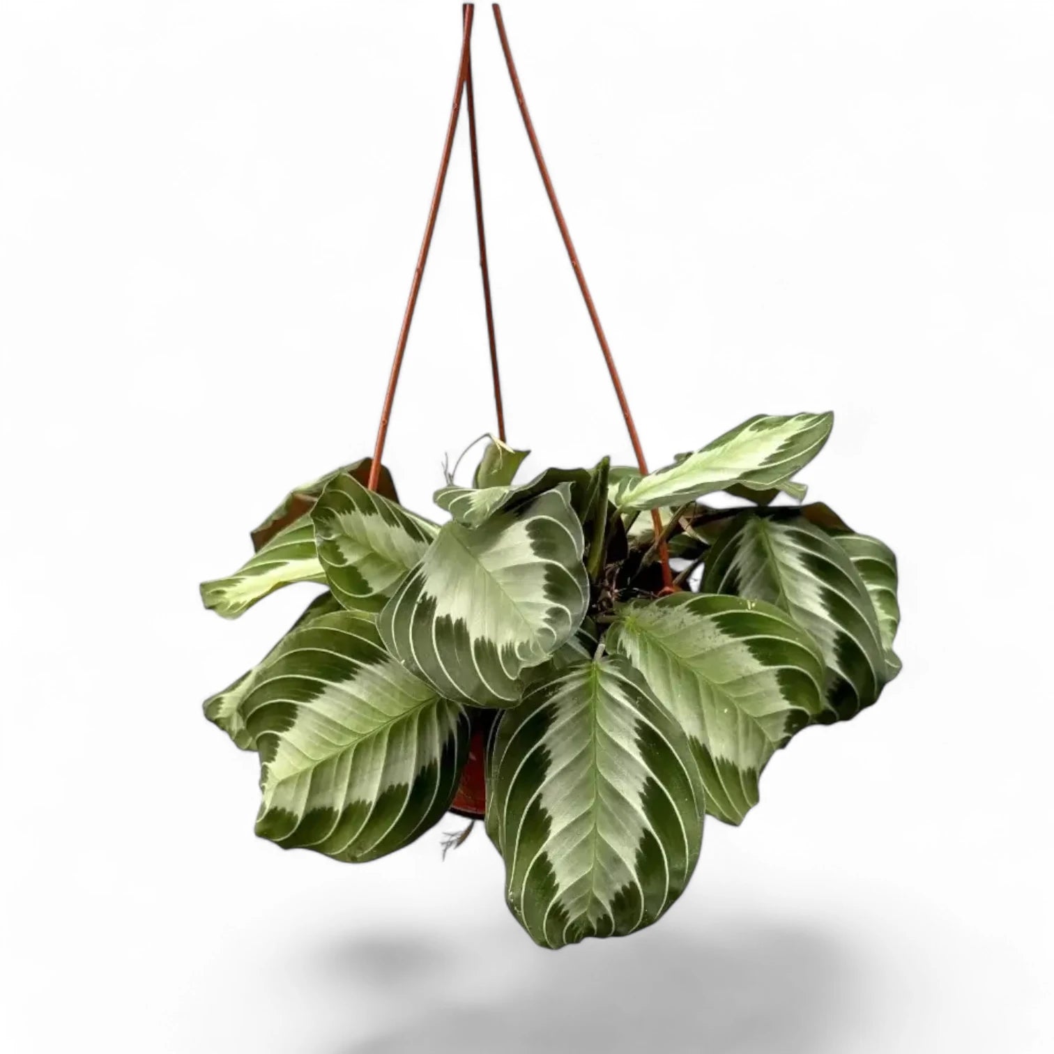 Maranta leuconeura 'Silver Band' (Exclusive grey') potted plant in nursery pot on white background.