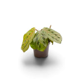 Jungpflanze von Maranta leuconeura ‘Fascinator’ mit roten Blattadern und paarweise angeordneten dunklen Flecken