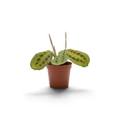 Jungpflanze von Maranta leuconeura ‘Fascinator’ mit roten Blattadern und paarweise angeordneten dunklen Flecken