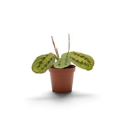 Jungpflanze von Maranta leuconeura ‘Fascinator’ mit roten Blattadern und paarweise angeordneten dunklen Flecken