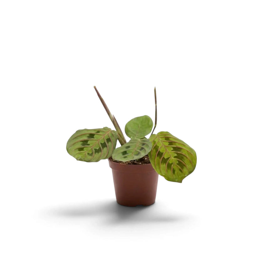 Jungpflanze von Maranta leuconeura ‘Fascinator’ mit roten Blattadern und paarweise angeordneten dunklen Flecken