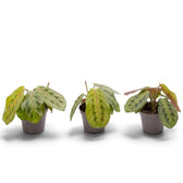 Jungpflanze von Maranta leuconeura ‘Fascinator’ mit roten Blattadern und paarweise angeordneten dunklen Flecken
