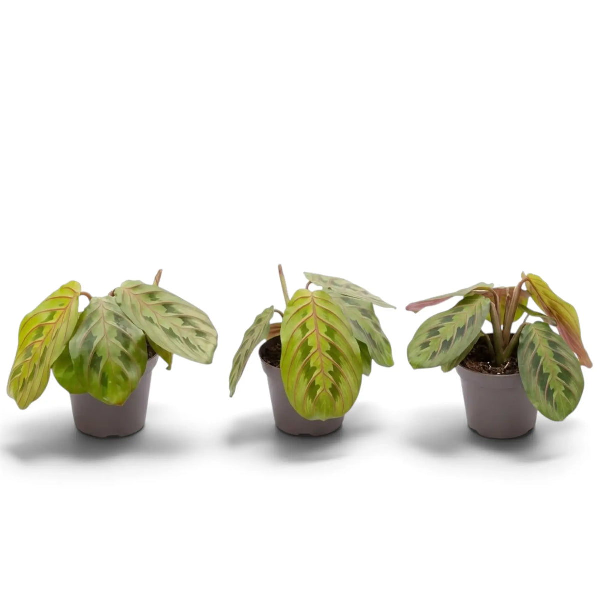 Jungpflanze von Maranta leuconeura ‘Fascinator’ mit roten Blattadern und paarweise angeordneten dunklen Flecken