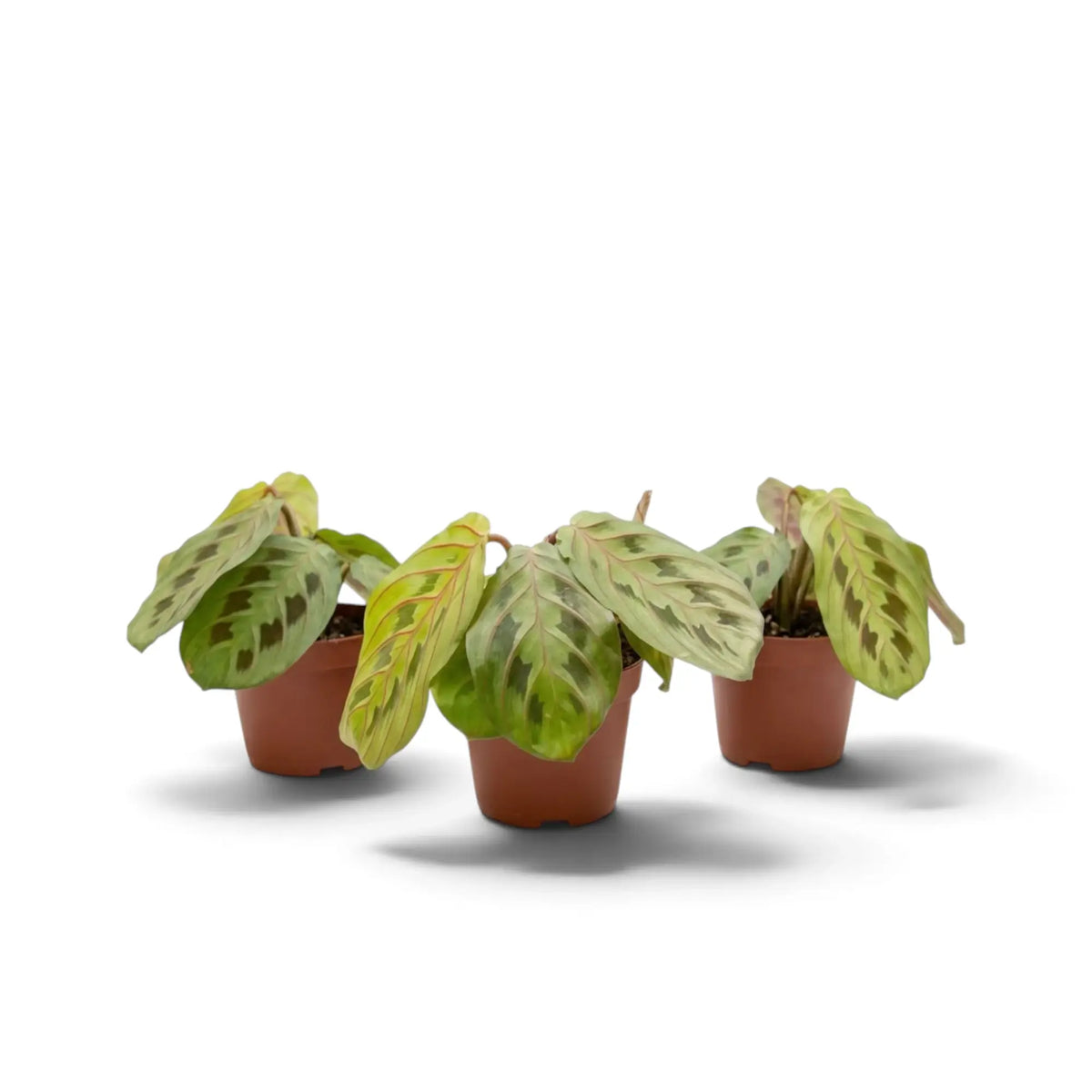 Jungpflanze von Maranta leuconeura ‘Fascinator’ mit roten Blattadern und paarweise angeordneten dunklen Flecken