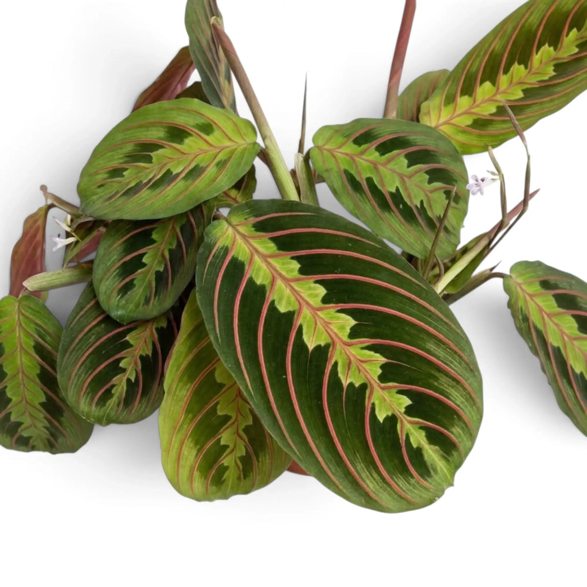 Blatt von Maranta leuconeura ‘Fascinator’ mit roten Blattadern und paarweise angeordneten dunklen Flecken