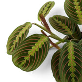Blatt von Maranta leuconeura ‘Fascinator’ mit roten Blattadern und paarweise angeordneten dunklen Flecken