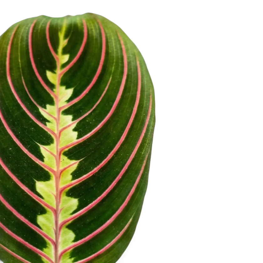 Blatt von Maranta leuconeura ‘Fascinator’ mit roten Blattadern und paarweise angeordneten dunklen Flecken