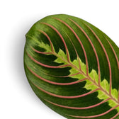Blatt von Maranta leuconeura ‘Fascinator’ mit roten Blattadern und paarweise angeordneten dunklen Flecken