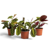 Maranta leuconeura ‘Fascinator’ mit roten Blattadern und paarweise angeordneten dunklen Flecken