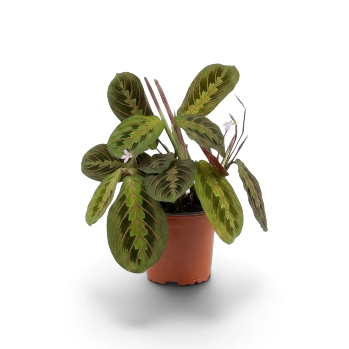 Maranta leuconeura ‘Fascinator’ mit roten Blattadern und paarweise angeordneten dunklen Flecken
