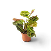 Maranta leuconeura ‘Fascinator’ mit roten Blattadern und paarweise angeordneten dunklen Flecken