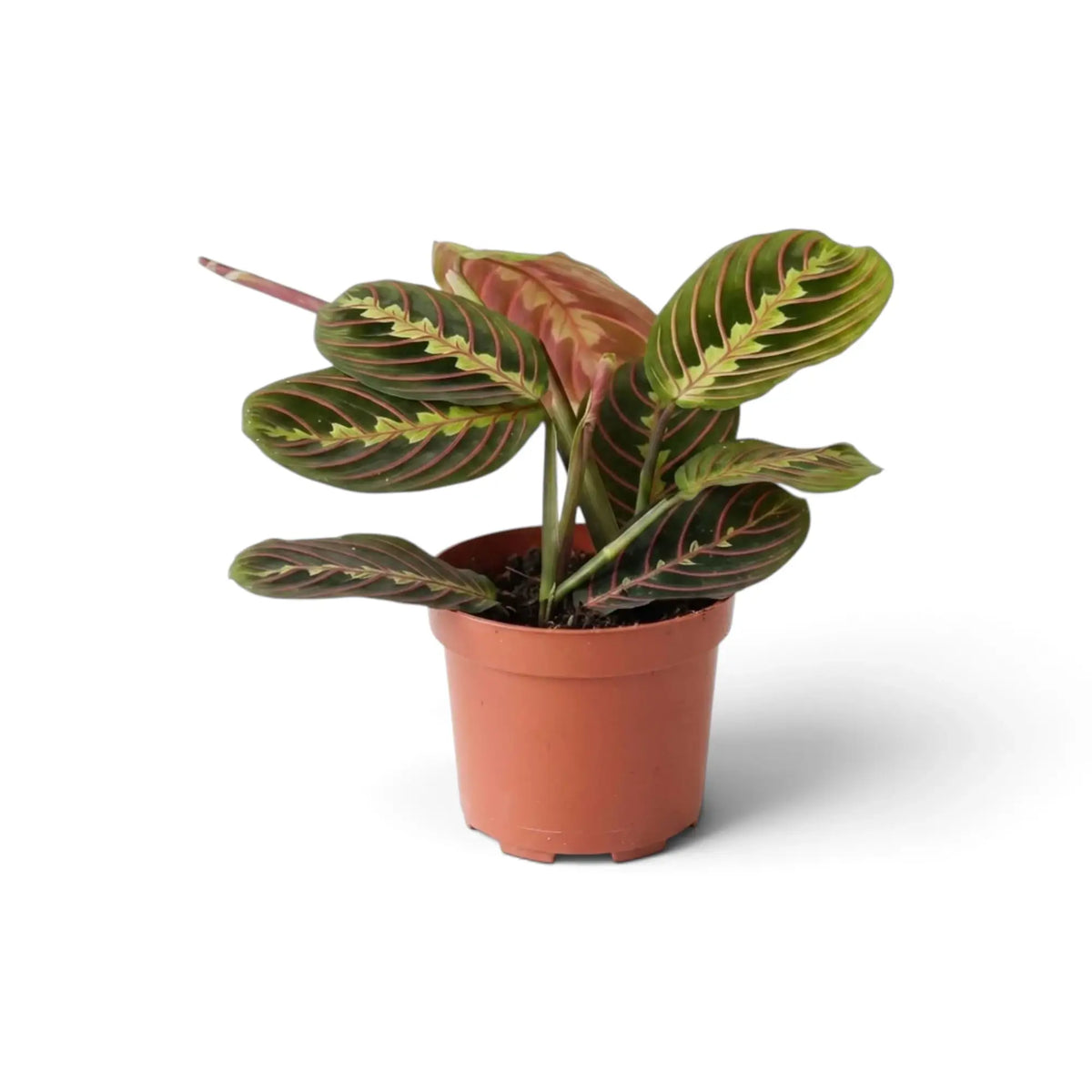 Maranta leuconeura ‘Fascinator’ mit roten Blattadern und paarweise angeordneten dunklen Flecken