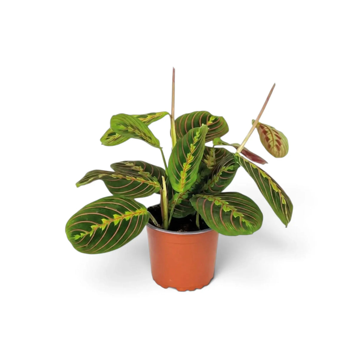 Maranta leuconeura ‘Fascinator’ mit roten Blattadern und paarweise angeordneten dunklen Flecken