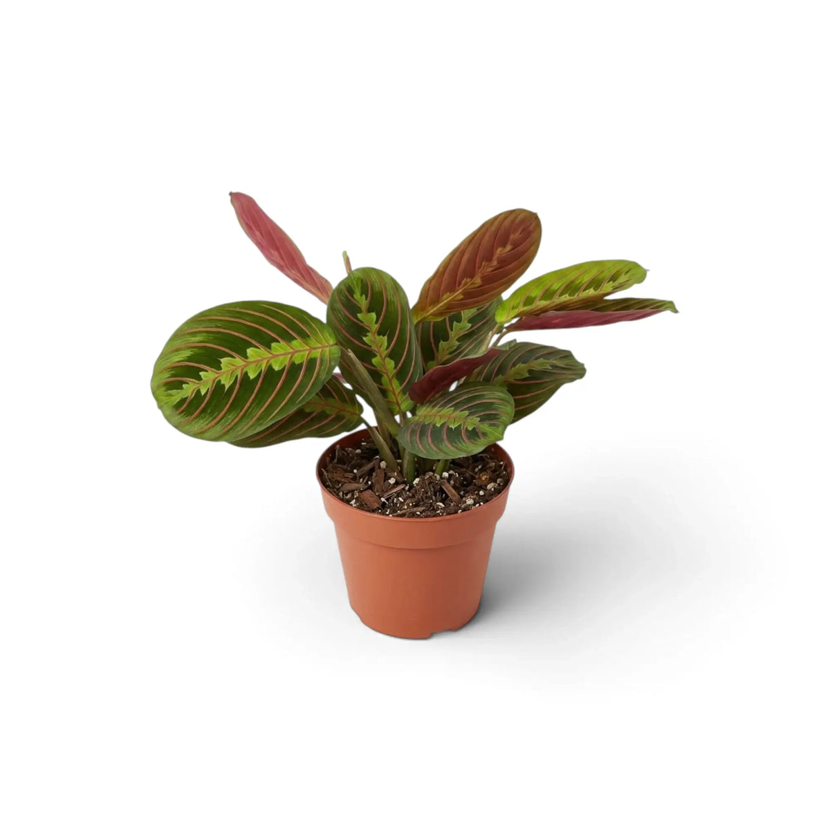Maranta leuconeura ‘Fascinator’ mit roten Blattadern und paarweise angeordneten dunklen Flecken
