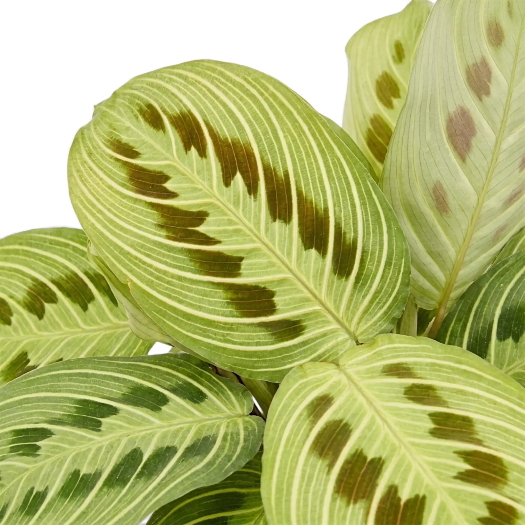 Maranta 'Light Veins' foliage with fine pale veins and paired dark maroon markings.