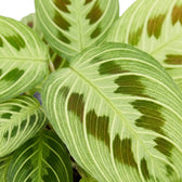 Maranta 'Light Veins' leaf cluster with pale green veins and feathered maroon patches.
