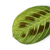 Single Maranta 'Light Veins' leaf with fine cream veins and dark paired markings.