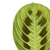 Upright Maranta 'Light Veins' leaf showing its symmetrical veining and maroon pattern.