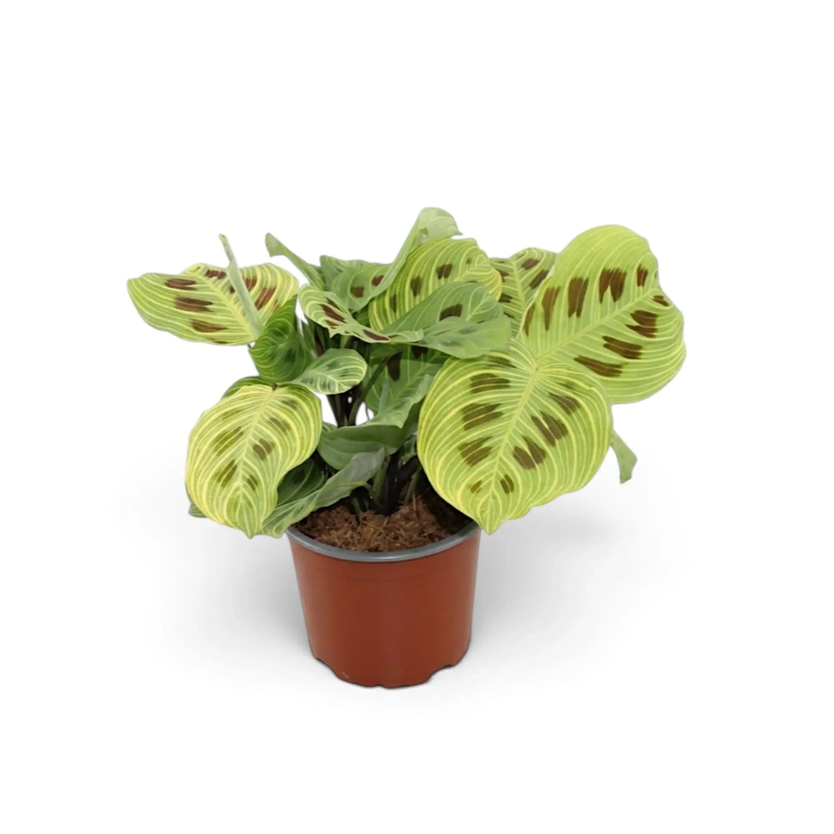Compact Maranta 'Light Veins' in a nursery pot with softly arching patterned leaves.