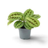 Wide, low-growing Maranta 'Light Veins' in a grey nursery pot.