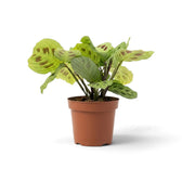 Side view of Maranta 'Light Veins' with raised stems and layered foliage.
