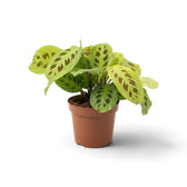 Angled Maranta 'Light Veins' in a nursery pot, showing its compact spreading habit.