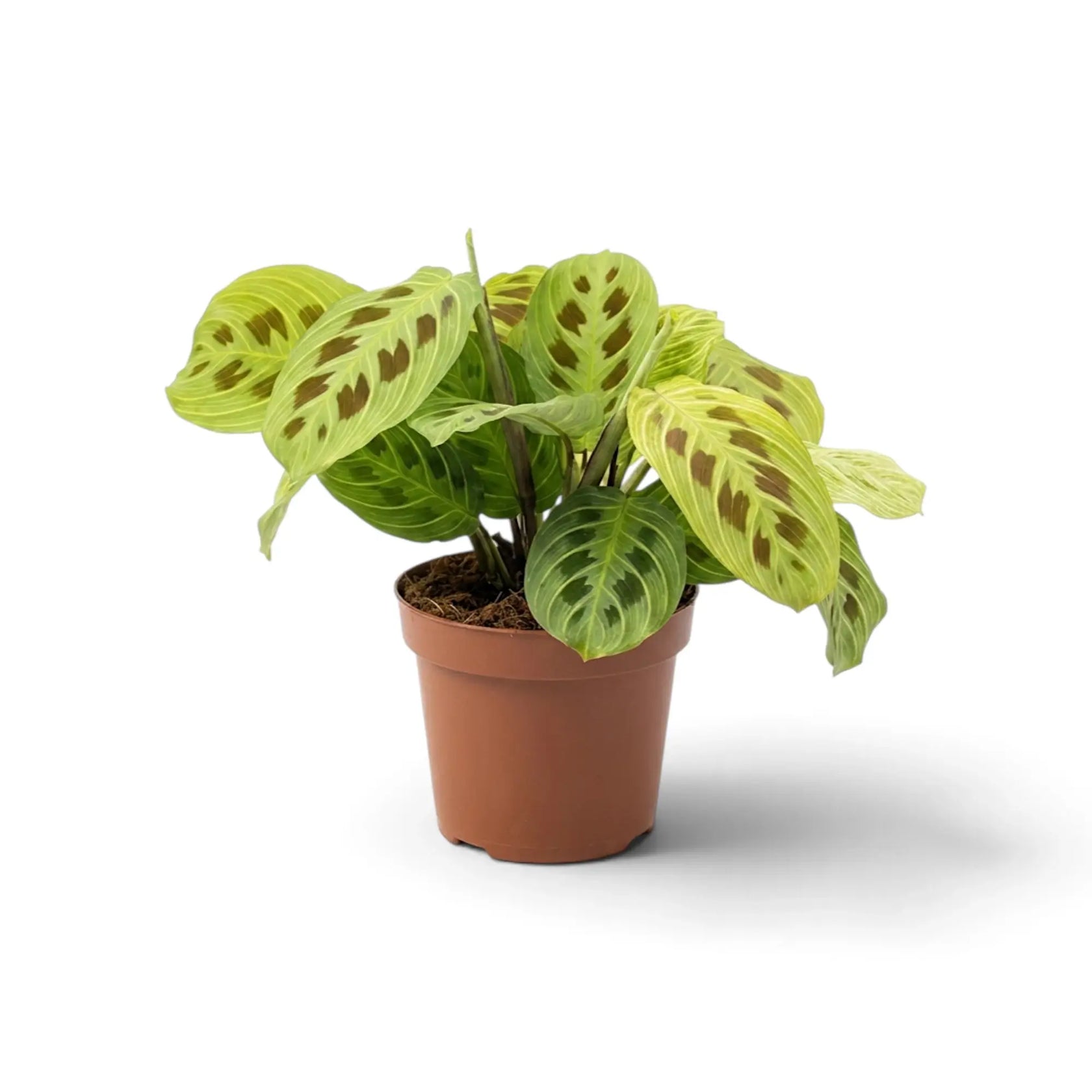 Angled Maranta 'Light Veins' in a nursery pot, showing its compact spreading habit.