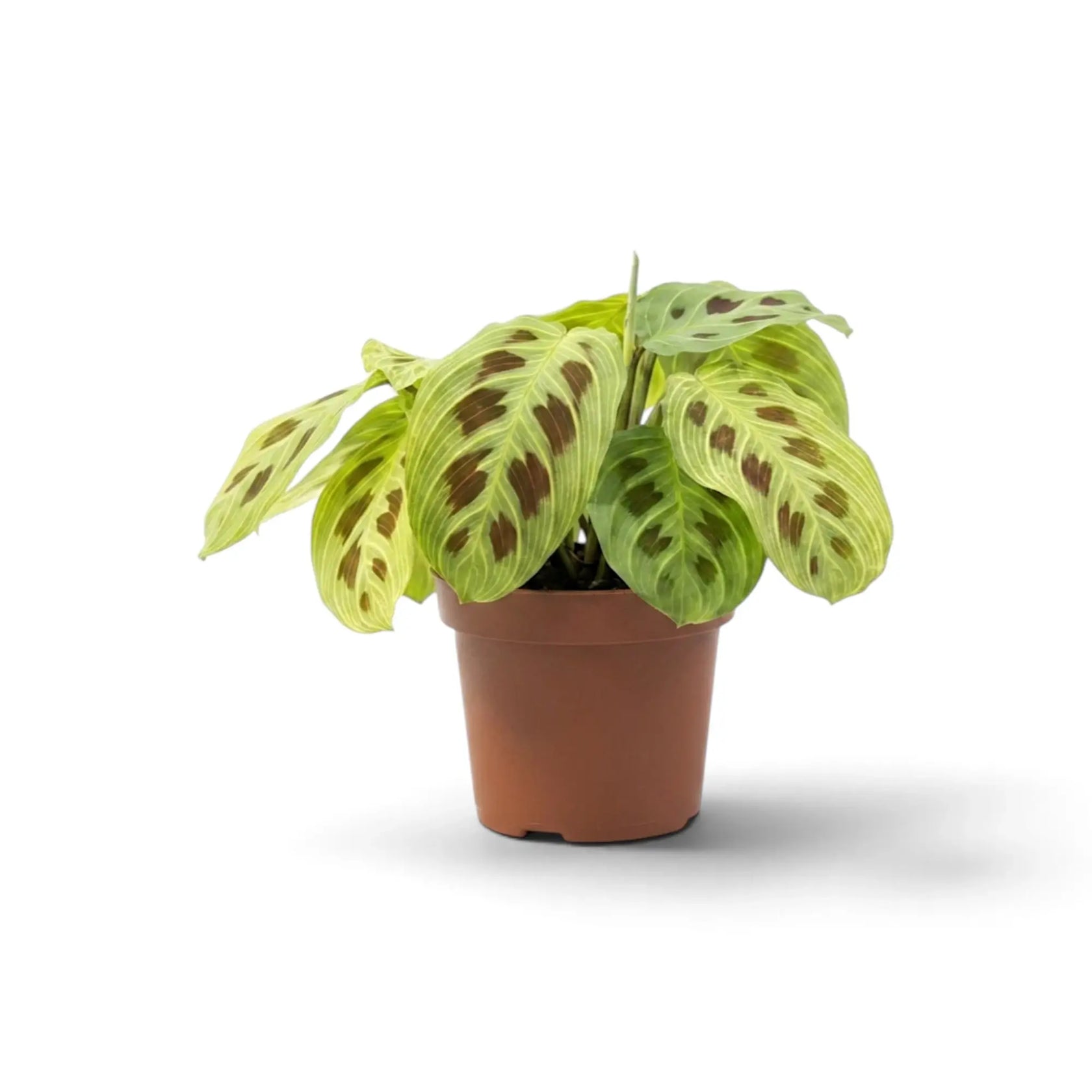 Front view of Maranta 'Light Veins' with dense patterned leaves over a nursery pot.