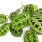 Close-up of variegated Maranta leaves with cream streaks and maroon oval markings