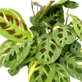 Maranta leuconeura foliage with dark oval marks and pale cream streaks