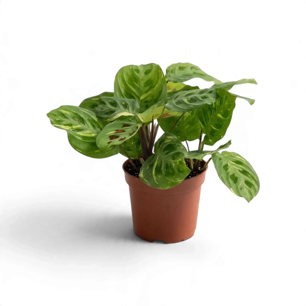 Variegated Maranta with oval green leaves and irregular cream markings