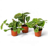 Three potted variegated Maranta plants with cream streaks and dark oval markings