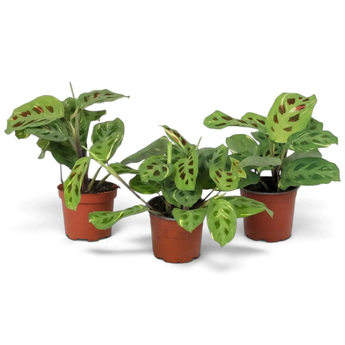 Three variegated Maranta plants in orange pots with cream streaks and maroon oval markings