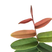 Marcgravia sintenisii close-up of leaf on white background.
