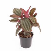 Medinilla coccinea 'Gregori Hambali' potted plant in nursery pot on white background.