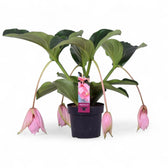 Medinilla magnifica potted plant in nursery pot on white background.