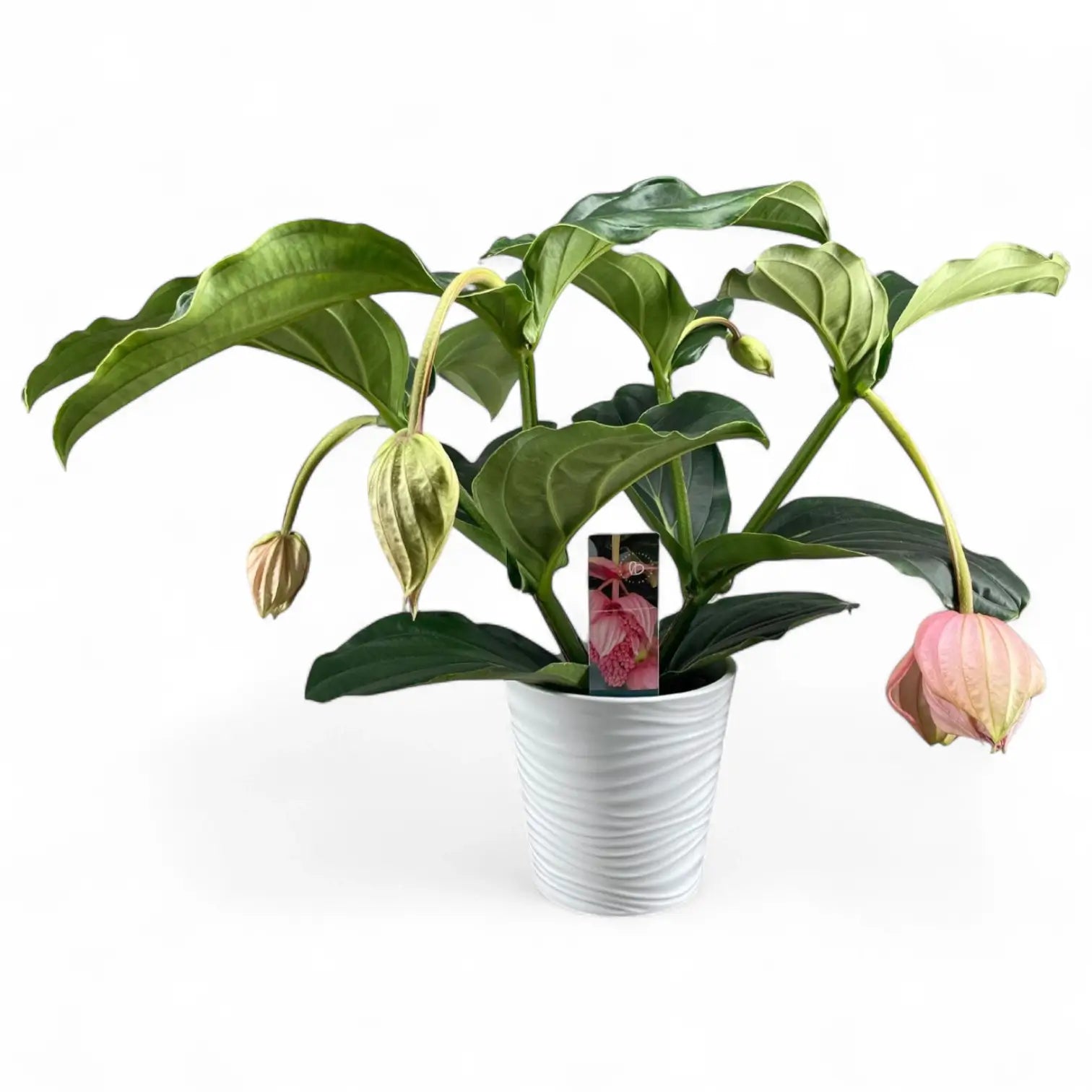 Medinilla magnifica potted plant in nursery pot on white background.