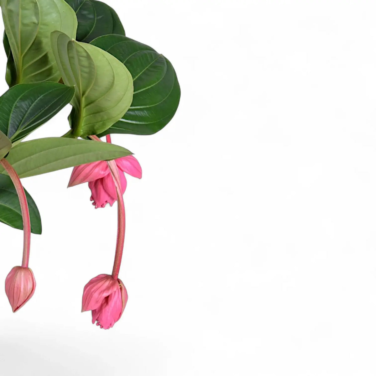 zimmerpflanzen medinilla pflege Medinilla 'Flamenco'