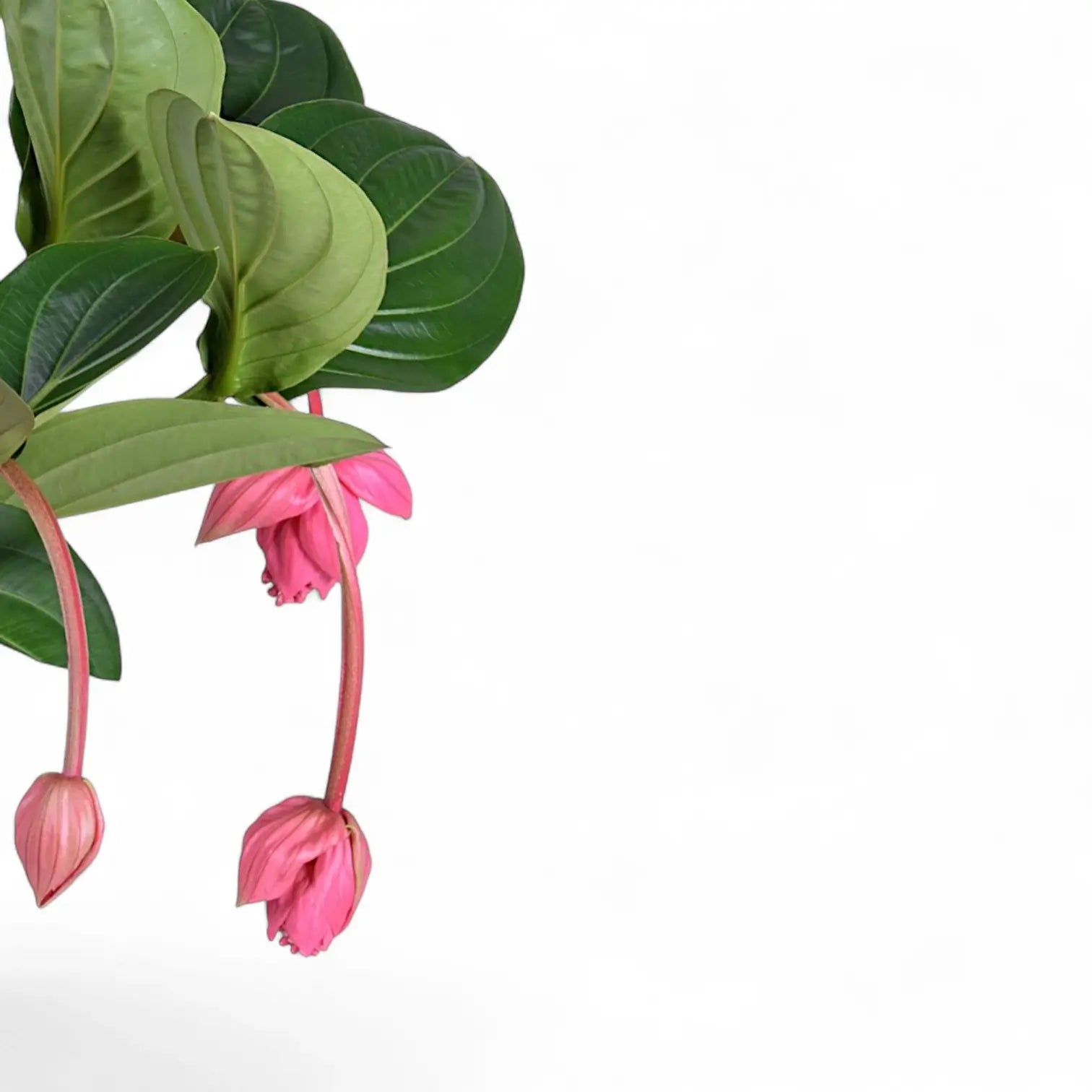 Nahaufnahme eines Blatts von Medinilla magnifica 'Flamenco' vor weißem Hintergrund.