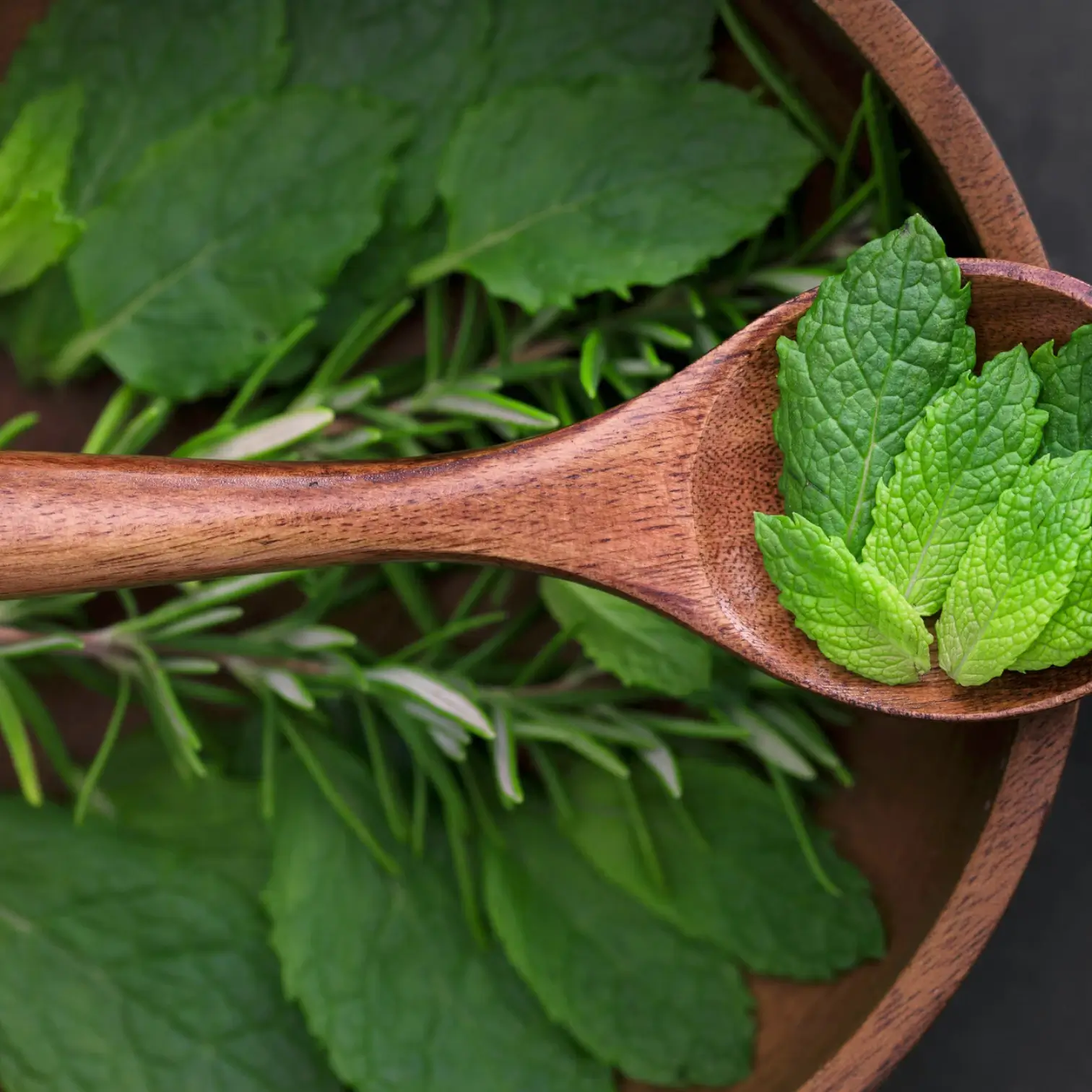 Melissa officinalis leaves close-up.